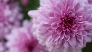 Preview wallpaper dahlia, flower, petals, drops, pink