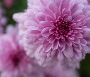 Preview wallpaper dahlia, flower, petals, drops, pink