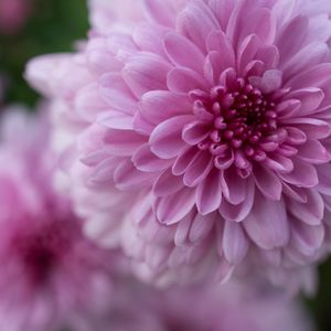 Preview wallpaper dahlia, flower, petals, drops, pink