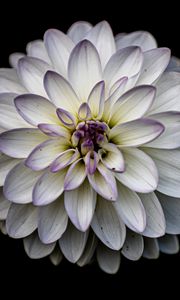 Preview wallpaper dahlia, flower, petals, white, macro