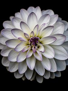 Preview wallpaper dahlia, flower, petals, white, macro