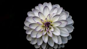 Preview wallpaper dahlia, flower, petals, white, macro