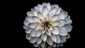 Preview wallpaper dahlia, flower, petals, white, macro