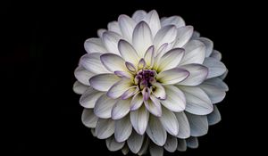 Preview wallpaper dahlia, flower, petals, white, macro