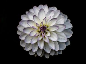 Preview wallpaper dahlia, flower, petals, white, macro