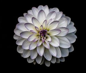 Preview wallpaper dahlia, flower, petals, white, macro