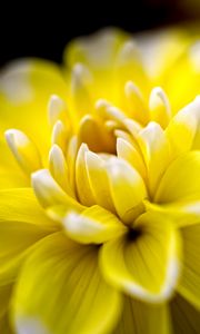 Preview wallpaper dahlia, flower, petals, yellow, macro