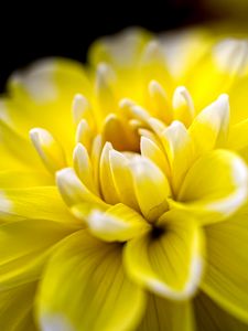 Preview wallpaper dahlia, flower, petals, yellow, macro