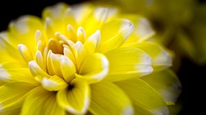 Preview wallpaper dahlia, flower, petals, yellow, macro