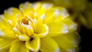 Preview wallpaper dahlia, flower, petals, yellow, macro