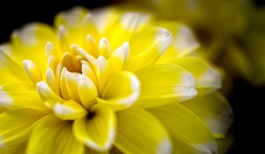 Preview wallpaper dahlia, flower, petals, yellow, macro