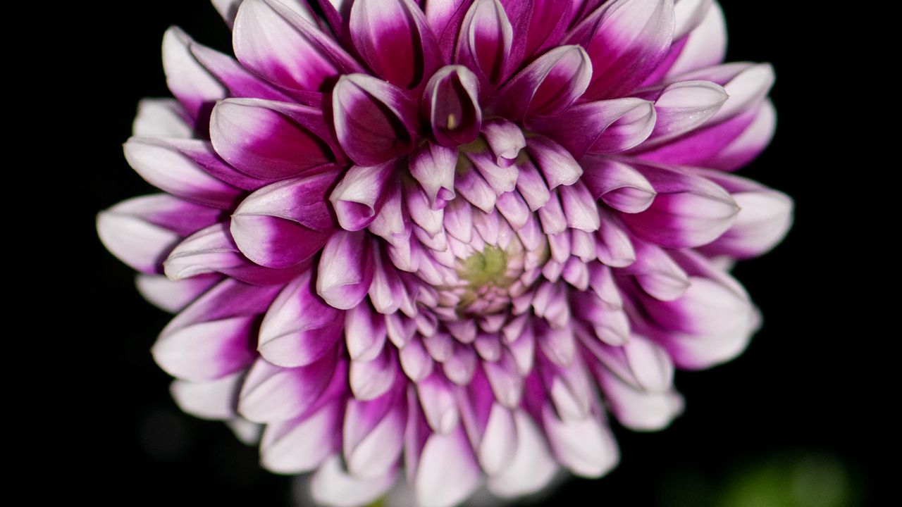 Wallpaper dahlia, flower, petals, purple