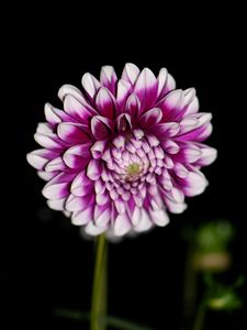 Preview wallpaper dahlia, flower, petals, purple