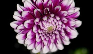 Preview wallpaper dahlia, flower, petals, purple