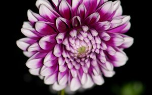 Preview wallpaper dahlia, flower, petals, purple