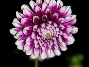 Preview wallpaper dahlia, flower, petals, purple