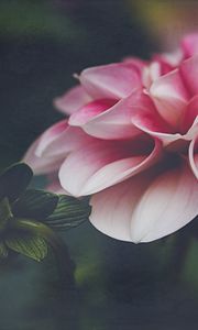 Preview wallpaper dahlia, flower, petals, leaves, pink, macro