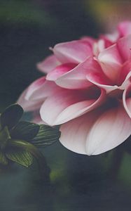 Preview wallpaper dahlia, flower, petals, leaves, pink, macro