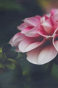 Preview wallpaper dahlia, flower, petals, leaves, pink, macro