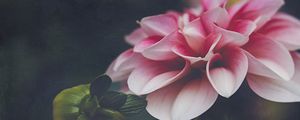 Preview wallpaper dahlia, flower, petals, leaves, pink, macro