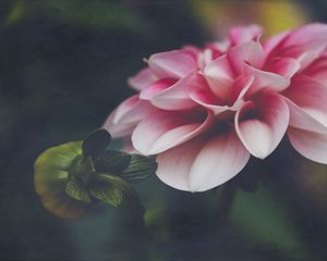 Preview wallpaper dahlia, flower, petals, leaves, pink, macro