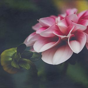 Preview wallpaper dahlia, flower, petals, leaves, pink, macro