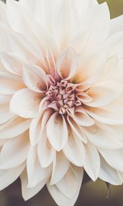 Preview wallpaper dahlia, flower, petals, macro, white