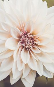 Preview wallpaper dahlia, flower, petals, macro, white