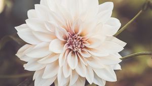 Preview wallpaper dahlia, flower, petals, macro, white