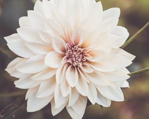 Preview wallpaper dahlia, flower, petals, macro, white