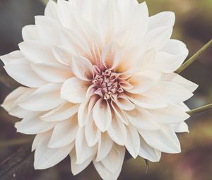 Preview wallpaper dahlia, flower, petals, macro, white