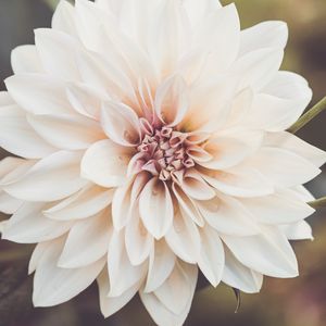 Preview wallpaper dahlia, flower, petals, macro, white