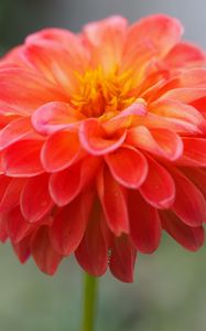 Preview wallpaper dahlia, flower, petals, water, drops, macro