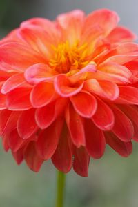 Preview wallpaper dahlia, flower, petals, water, drops, macro