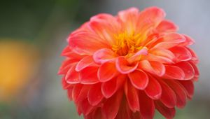 Preview wallpaper dahlia, flower, petals, water, drops, macro