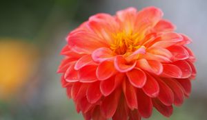 Preview wallpaper dahlia, flower, petals, water, drops, macro