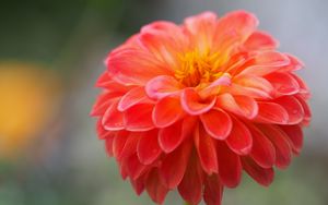 Preview wallpaper dahlia, flower, petals, water, drops, macro