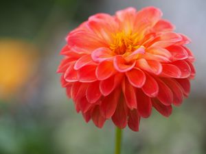 Preview wallpaper dahlia, flower, petals, water, drops, macro