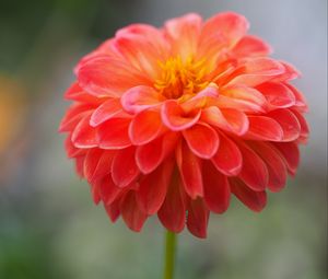 Preview wallpaper dahlia, flower, petals, water, drops, macro