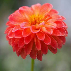 Preview wallpaper dahlia, flower, petals, water, drops, macro