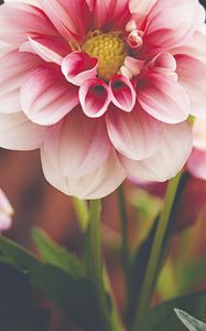 Preview wallpaper dahlia, flower, petals, macro, pink