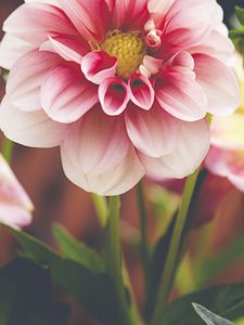 Preview wallpaper dahlia, flower, petals, macro, pink