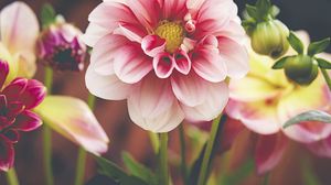 Preview wallpaper dahlia, flower, petals, macro, pink