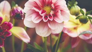 Preview wallpaper dahlia, flower, petals, macro, pink