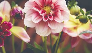 Preview wallpaper dahlia, flower, petals, macro, pink