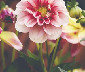 Preview wallpaper dahlia, flower, petals, macro, pink