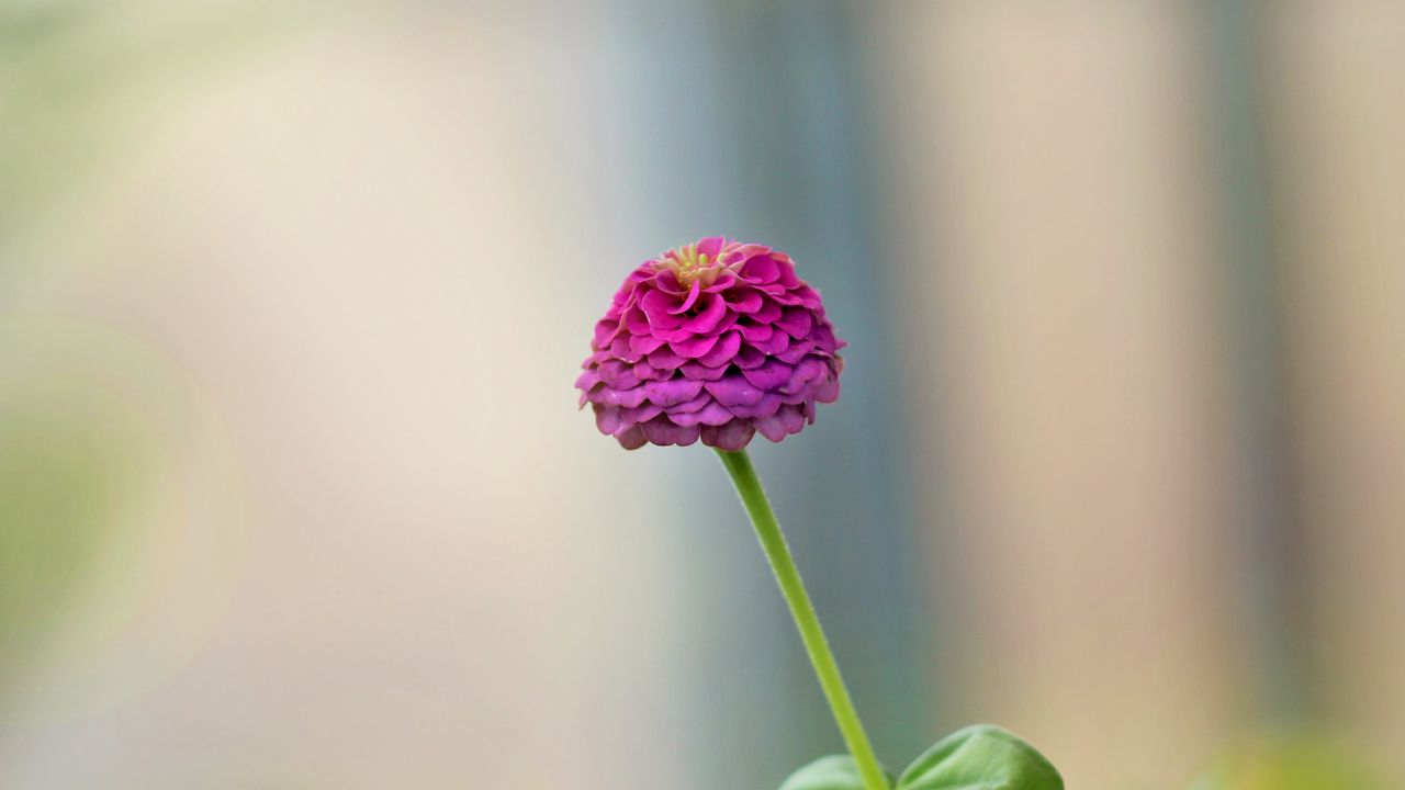 Wallpaper dahlia, flower, petals, purple, blur