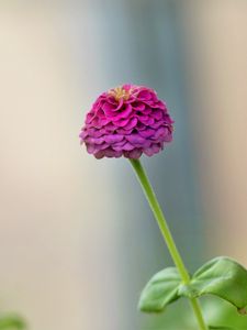 Preview wallpaper dahlia, flower, petals, purple, blur