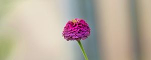 Preview wallpaper dahlia, flower, petals, purple, blur