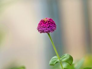 Preview wallpaper dahlia, flower, petals, purple, blur